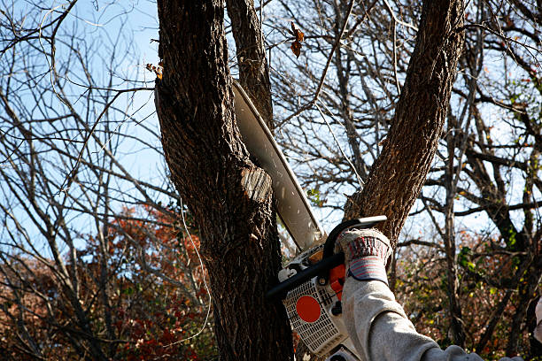 How Our Tree Care Process Works  in  Boyceville, WI